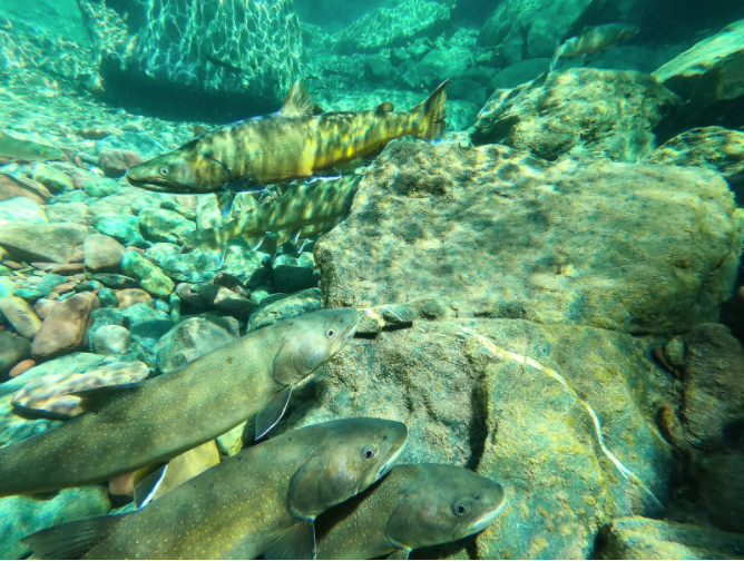 beavers and bull trout - story by brianna randall - photo by rob roberts