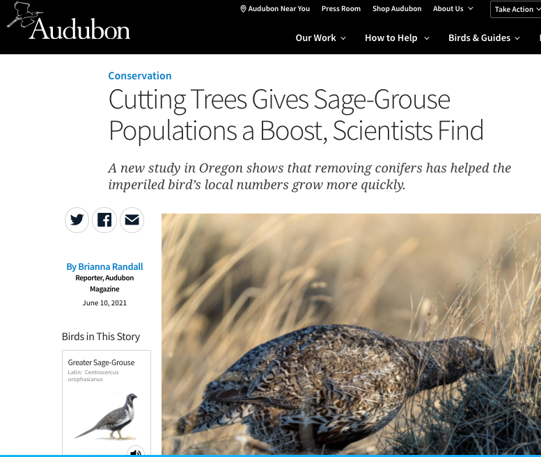 Audubon - sage grouse - brianna randall