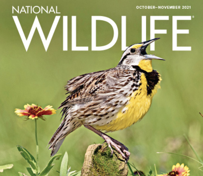 Brianna Randall - feature story grasslands and wildlife