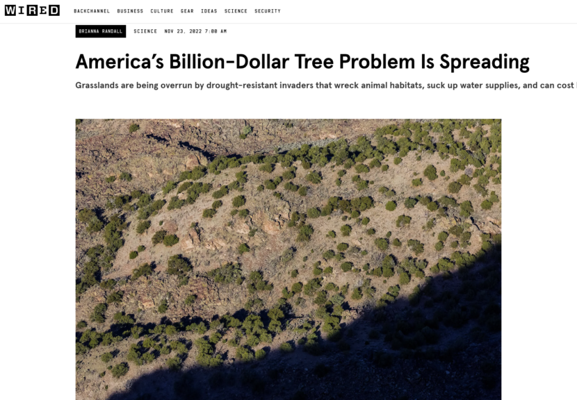 tree problem in western US by brianna randall