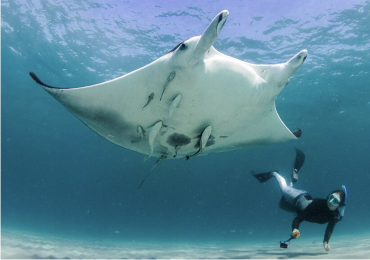 swimming with manta rays - story by brianna randall