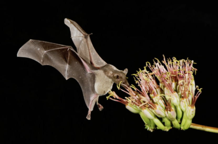 coolest bat species - story by brianna randall