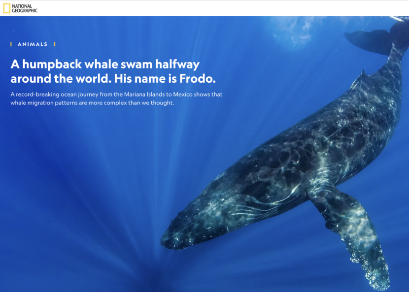 humpback whale longest migration story in national geographic by brianna randall