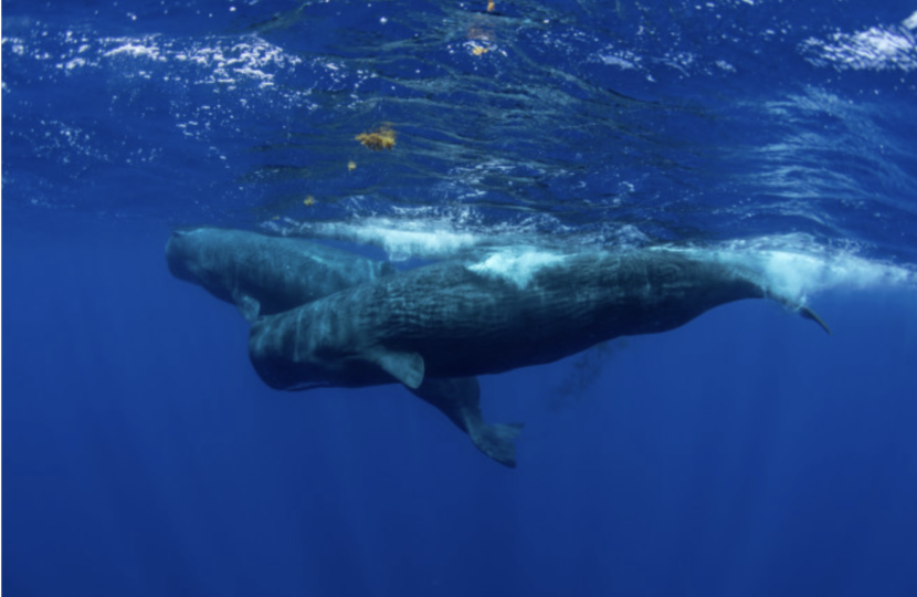 Whale poo - ocean fertilizer - Discover Magazine by Brianna Randall