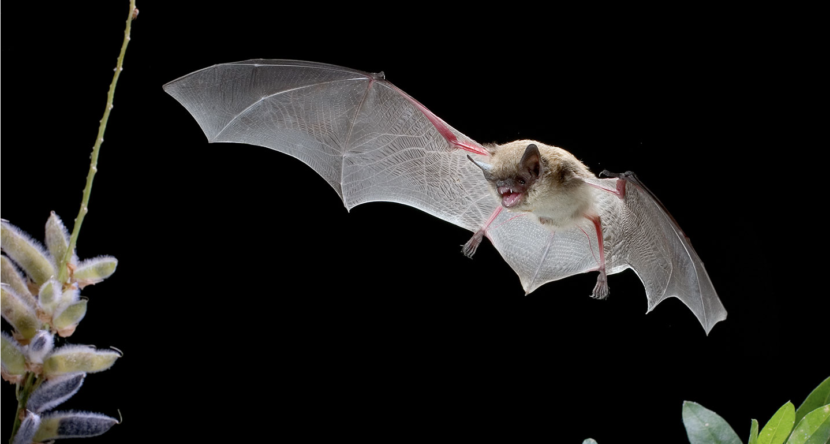 little brown bat - photo by MICHAEL SCHIRMACHER, BAT CONSERVATION INTERNATIONAL
