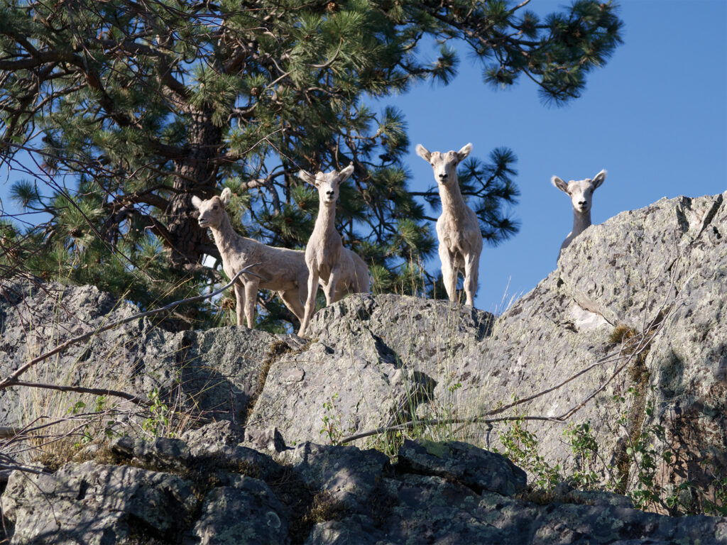 bighorn sheep in montana by rob roberts