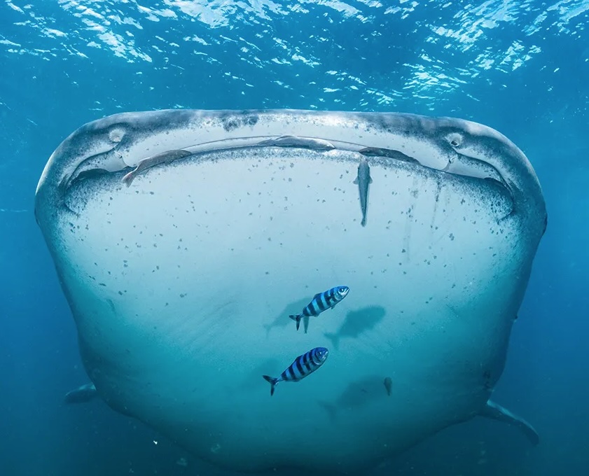 whale shark swims with fish_shark story