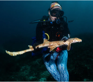 walking shark discovered