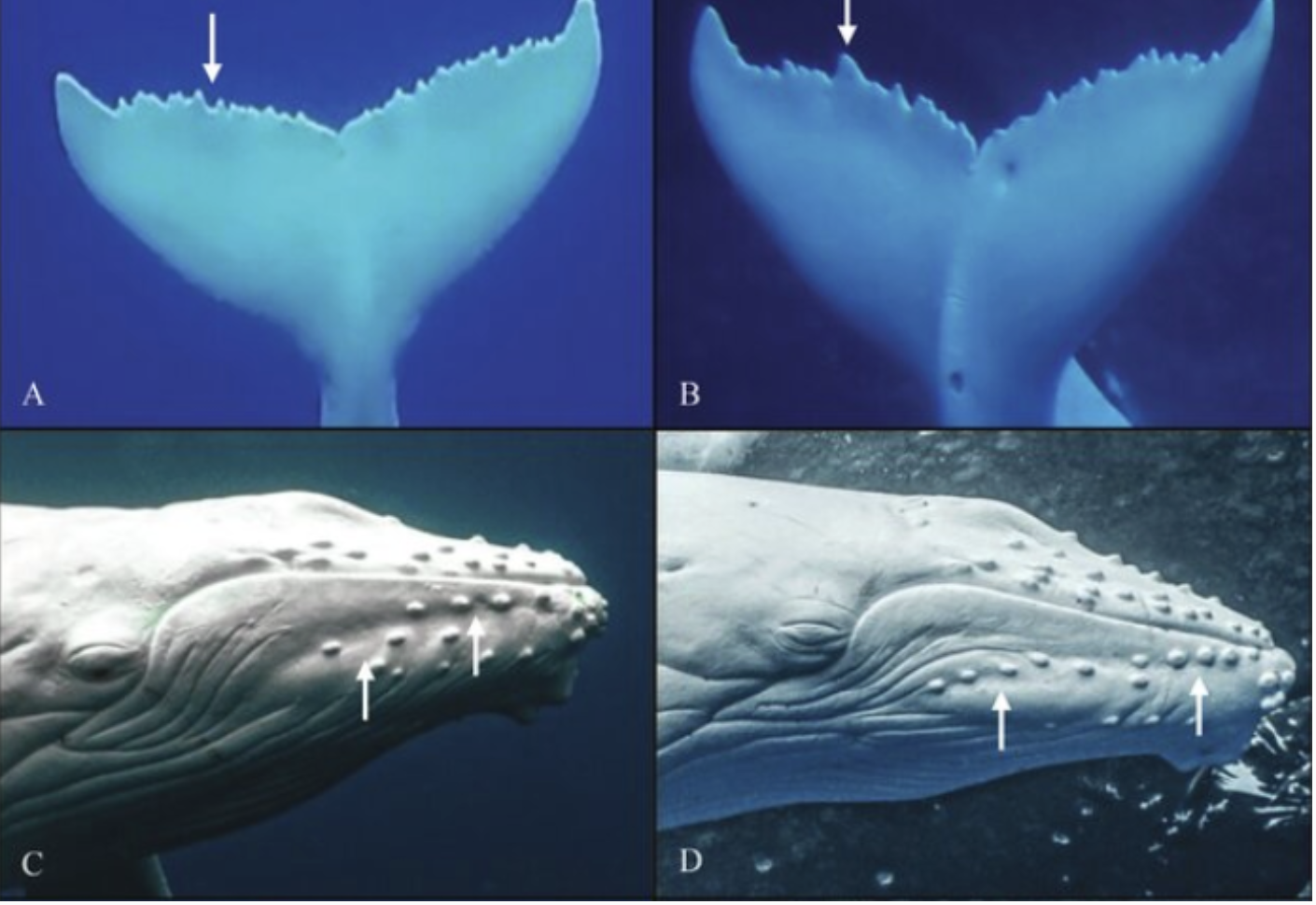 Happywhale identifies individual humpbacks based on their unique flukes